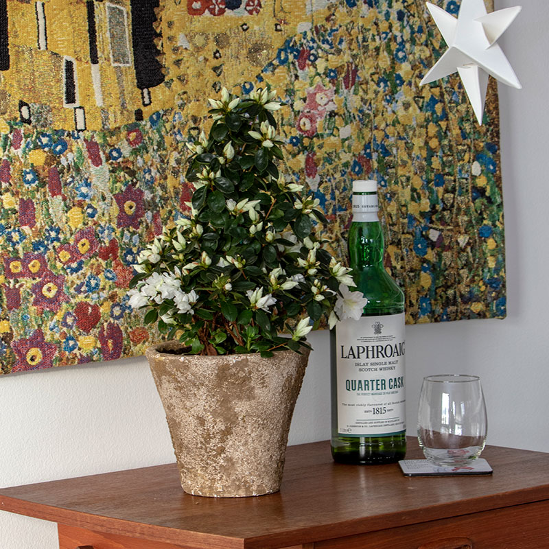 AZALEA | Gartneriet 7eren