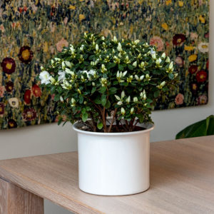 PASNING – AZALEA | Gartneriet 7eren